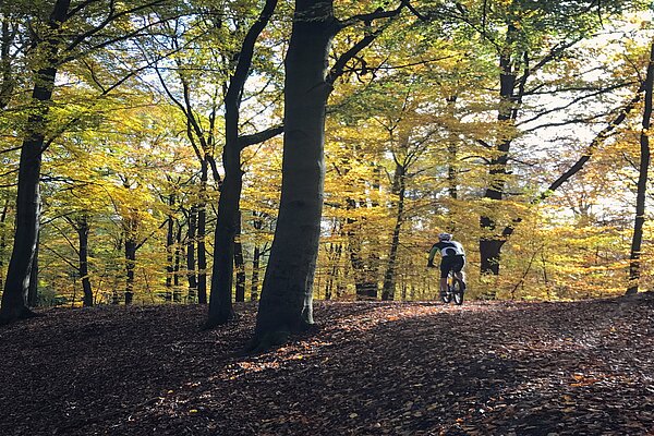 Someone riding a bike through a forest